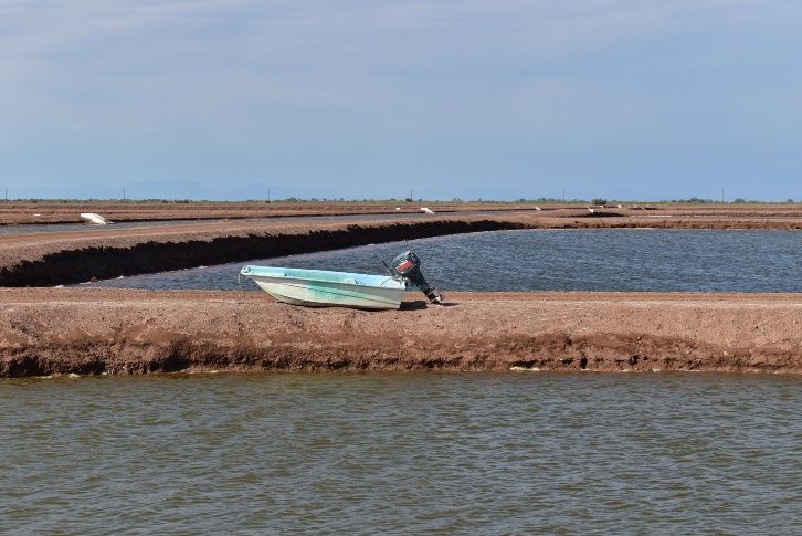 Refrenda Sinaloa Liderazgo Nacional En Produccion De Camaron De Granja Reporte18