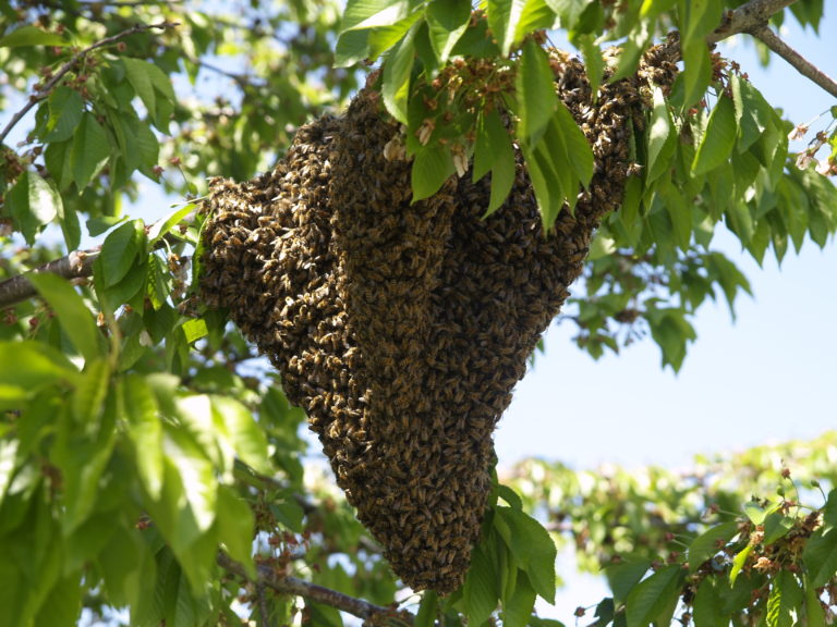 Acusan omisión de Protección Civil por abejas en parque