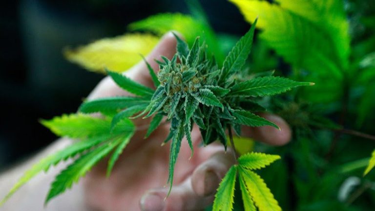 Muere bebé de 11 meses por sobredosis de mariguana