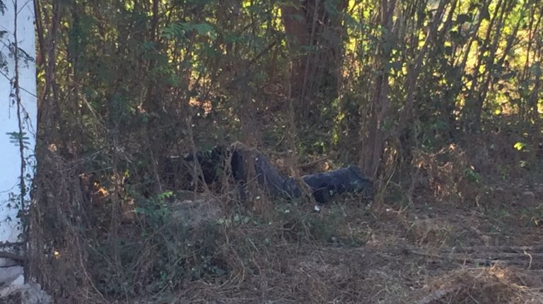 Asesinan a vigilante del DIF Navolato