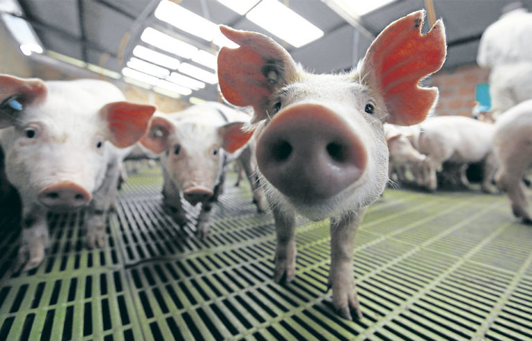 Darán cerdos en la sierra para abatir desempleo