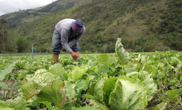 Adelantarán dos meses apoyos agropecuarios por elecciones 2018