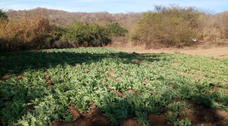 Aseguran dos hectáreas de amapola en Mocorito