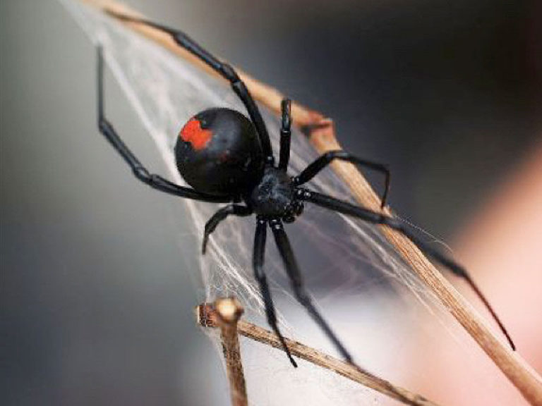 Detecta UNAM nueva especie de araña violinista