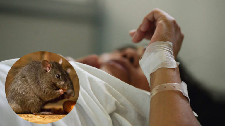 Ratas enferman a 8 en Sinaloa