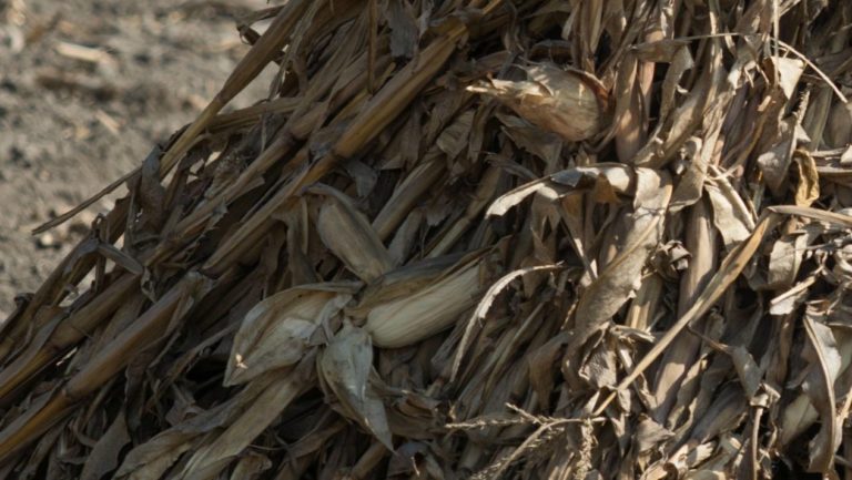 Preocupa a los productores de maíz una mala renegociación del TLCAN