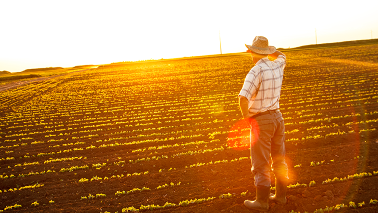 Delincuentes ‘saquean’ al campo en Sinaloa y dos estados más
