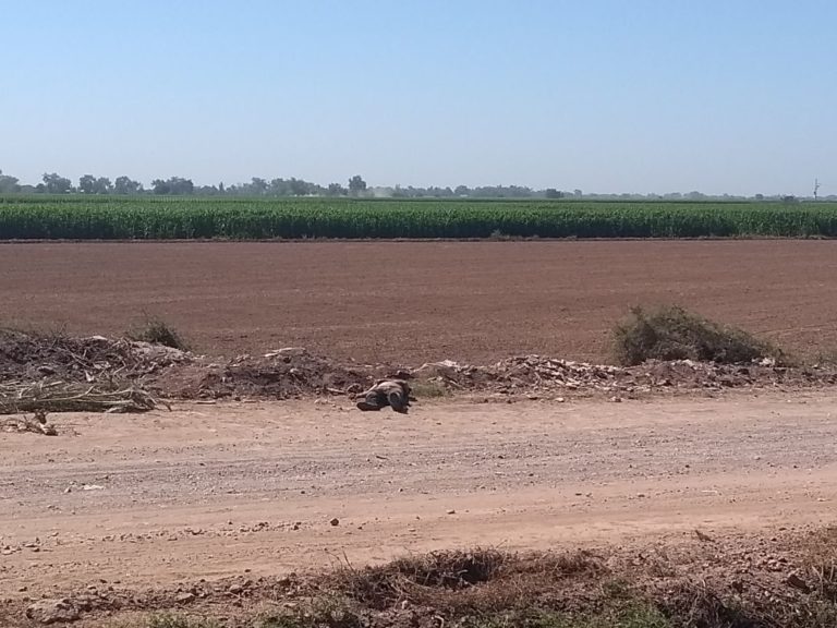 Hallan muerto a hombre de 50 años cerca de La Costera
