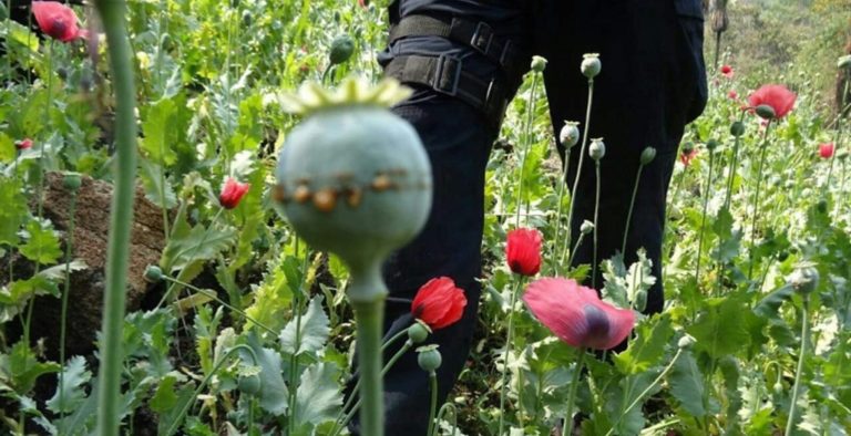 Aseguran 5 hectáreas de amapola en Mocorito