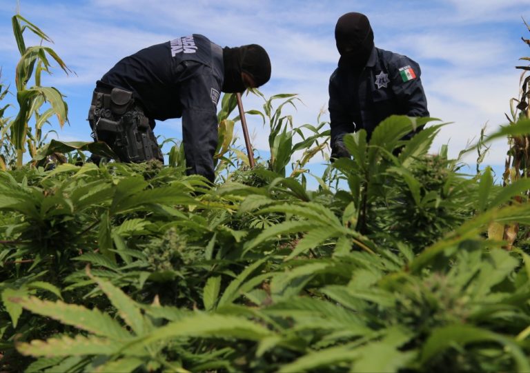Por llamada anónima aseguran 1.2 hectáreas de mariguana en Mocorito