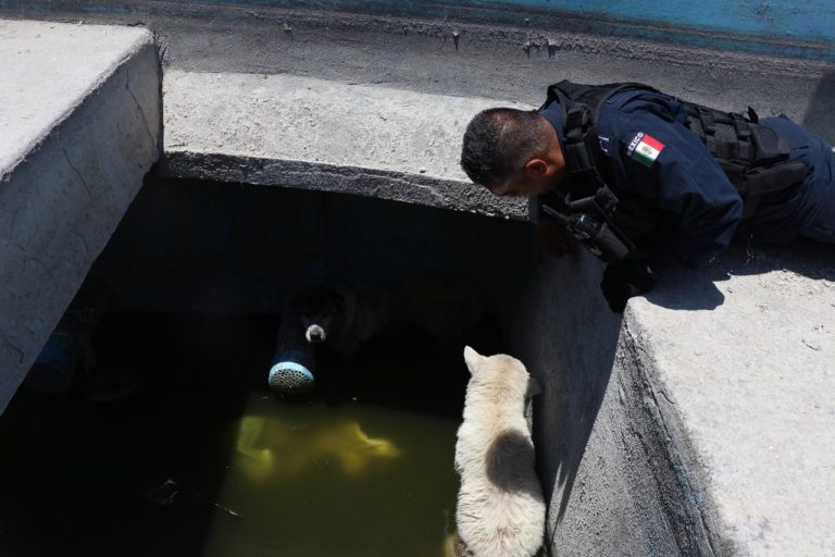 Policías de Culiacán rescatan a dos perros en fosa con agua