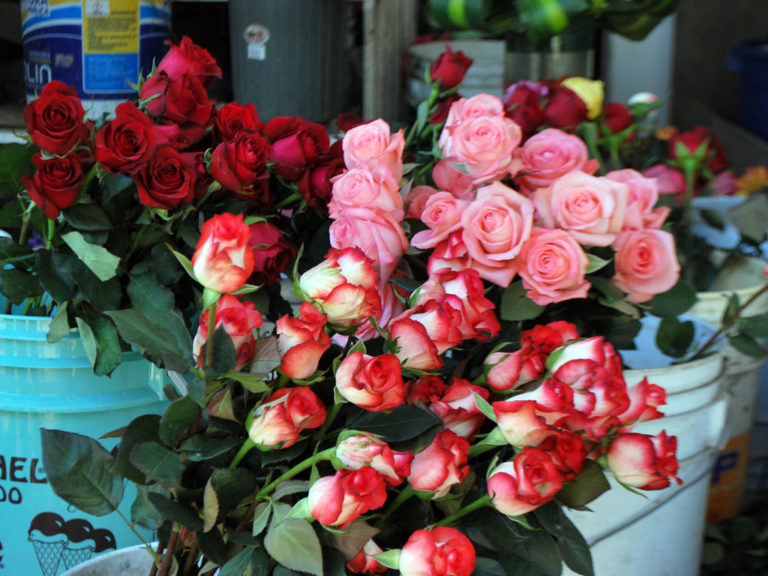 Estos son los precios de las flores para este 10 de Mayo