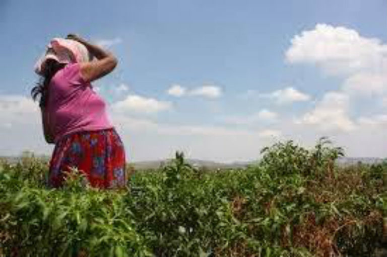 Estiman en Sinaloa intenso calor en pleno invierno