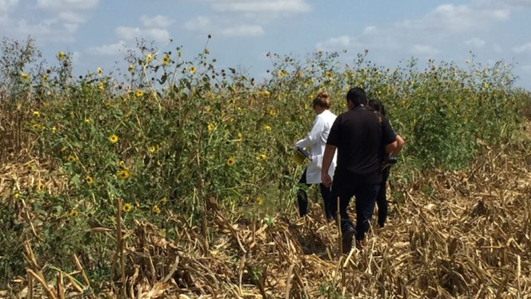 Tenía un mes de muerto; lo encuentran entre ‘La Palma’ y ‘El Tigre’, Navolato