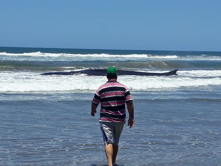 Tras horas de agonía, muere ballena azul varada en El Tambor, Navolato