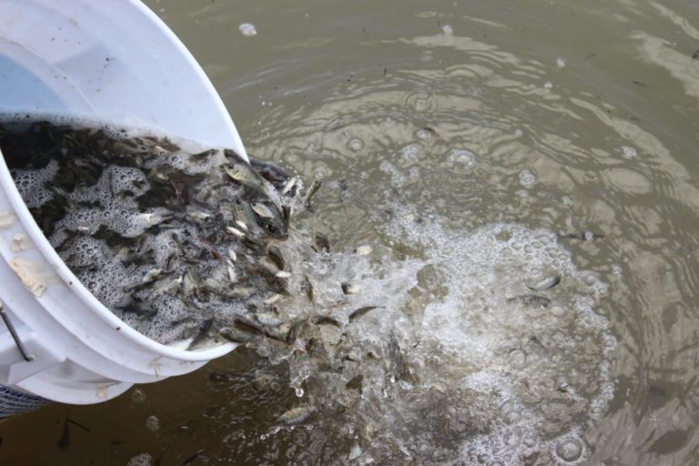 Liberan un millón de crías de Tilapia