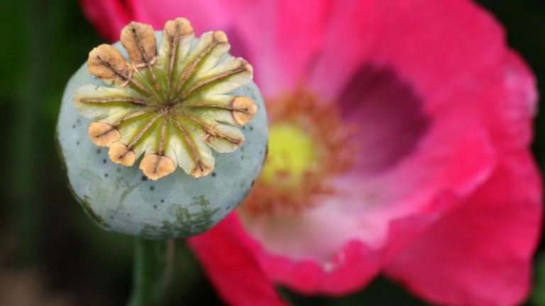 Guerrero aprueba amapola libre para uso medicinal