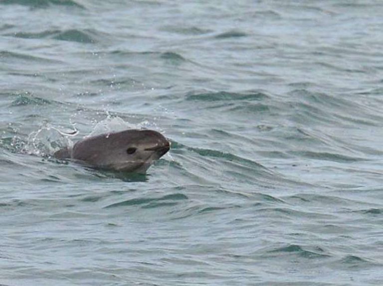 Ordena EU embargo pesquero contra México por vaquita marina