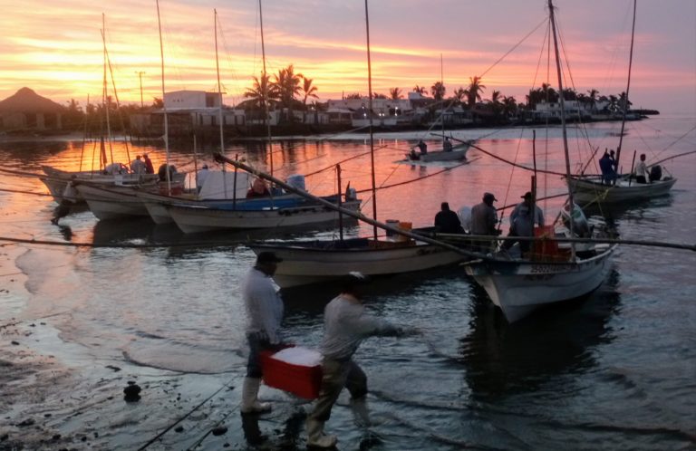 Levantan ribereños veda al camarón; advierten baja captura