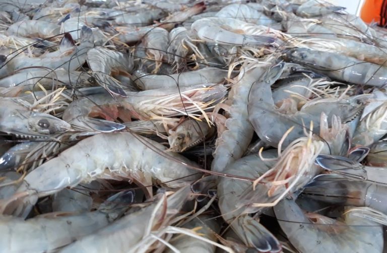 Reportan ribereños regular y mala captura de camarón