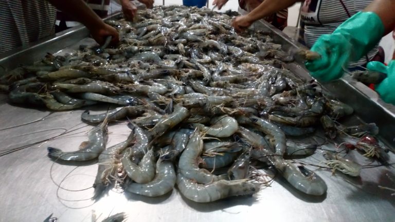 De fiesta ribereños; capturas de hasta 100 kilos por panga