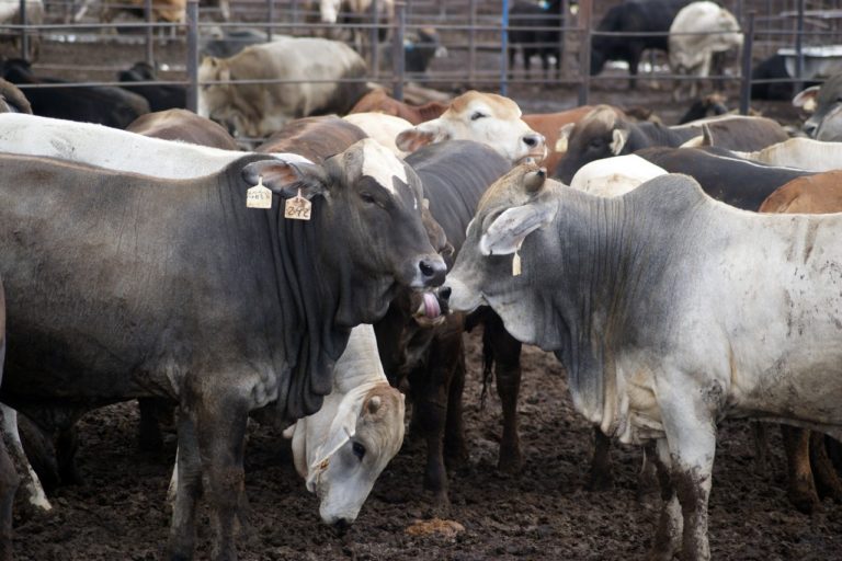 Mueren 15 mil cabezas de ganado en Sinaloa por lluvias