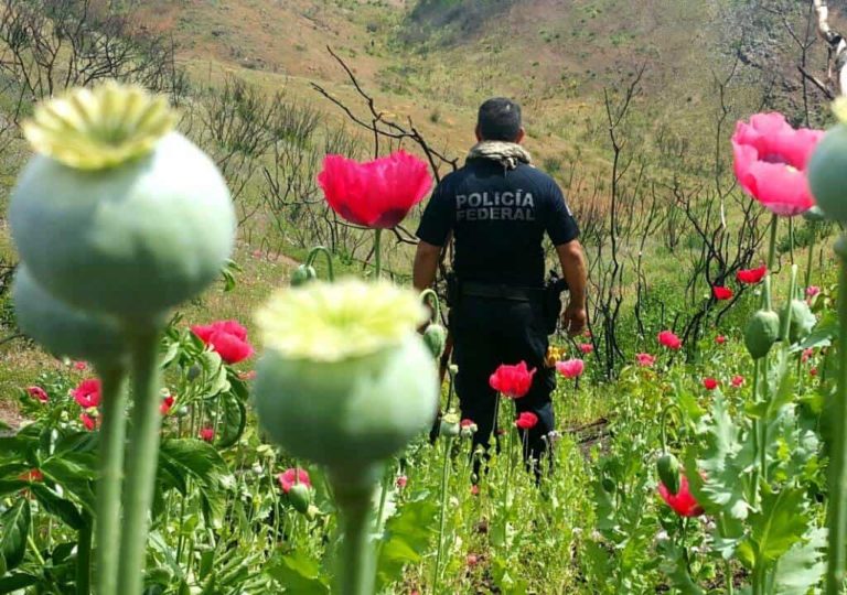 AMLO revisará propuesta de Cienfuegos para legalizar amapola