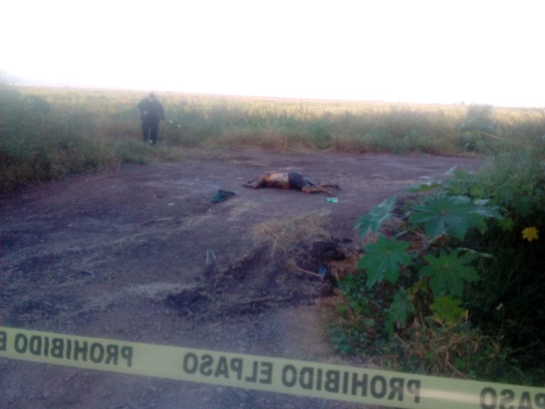 Hallan cadáver frente a la escuela de Agronomía de la UAS