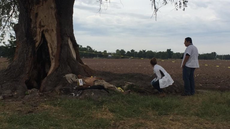 Hallan cuerpo sin vida sobre las raíces de un álamo en Villa Juárez, Navolato (FOTOS)