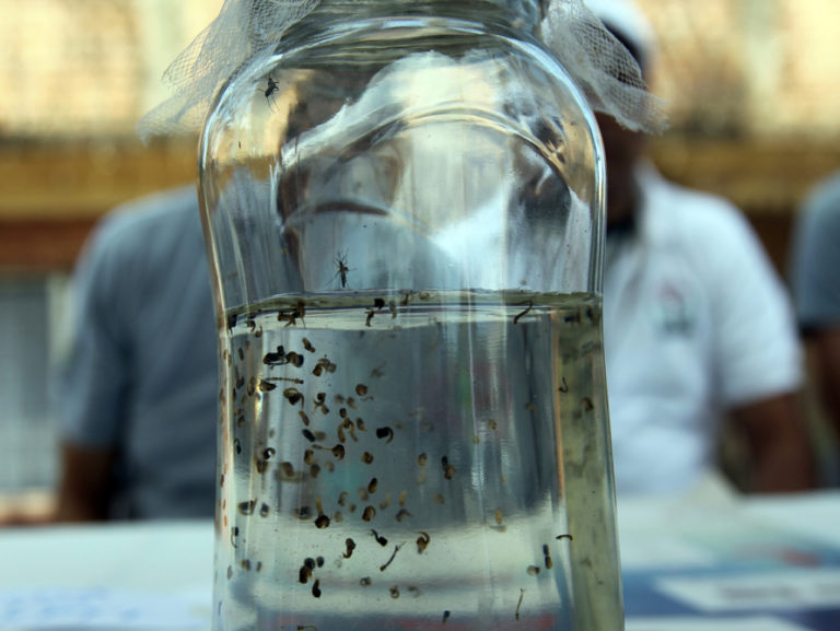 Ataca ‘epidemia’ de dengue a Altata