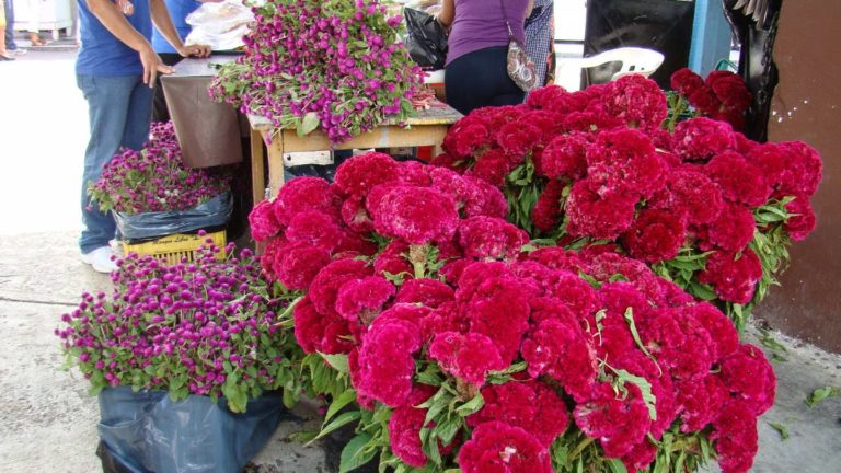 Pese a ‘golpe’ de Willa, Culiacán mantiene flores al precio del año pasado