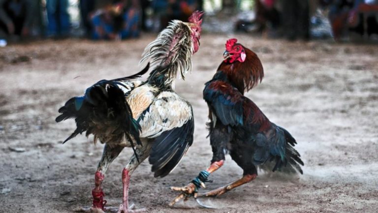 Validan prohibir pelea de gallos en Veracruz