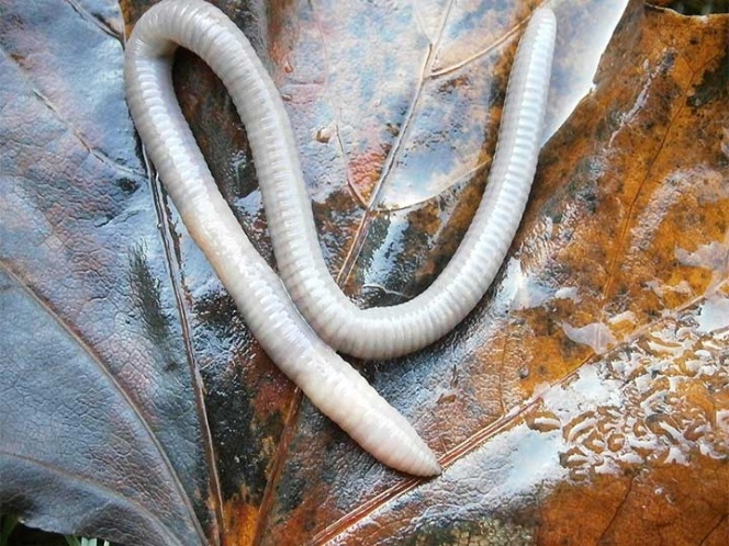 Sentía molestias en el ojo y le extraen gusano vivo de 15 cm