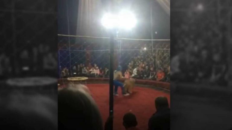 Una leona ataca a una niña de cuatro años en un circo de Rusia