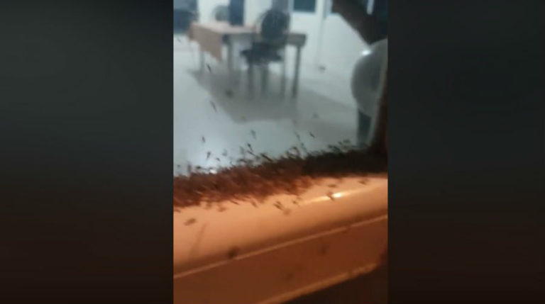 ¿Qué vamos a hacer con tanto mosco?, pregunta Dautillos