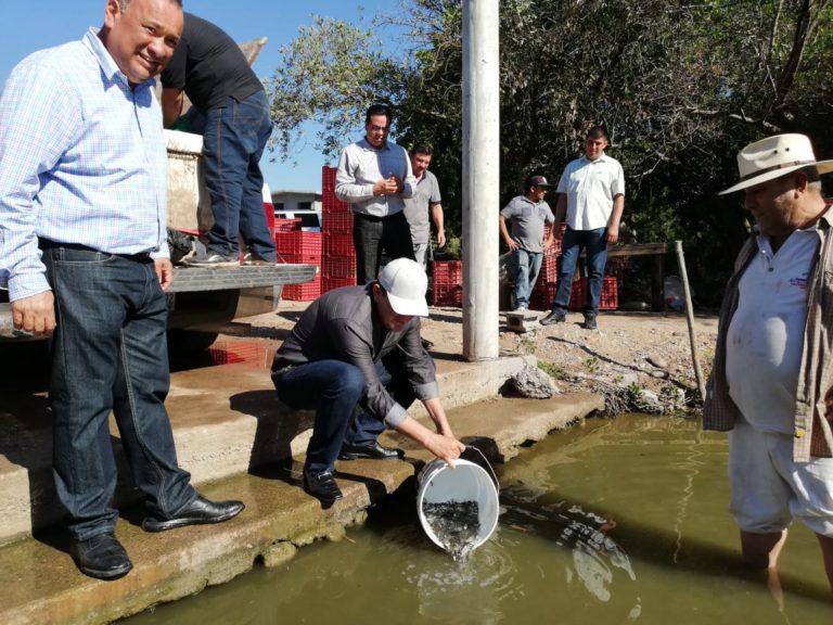 Un millón de Alevines para la Laguna de Abocho, Elota