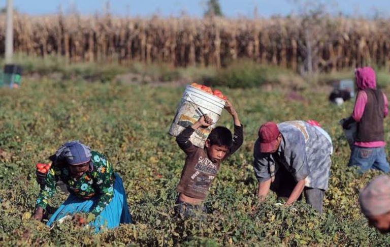 Destapan trata de niños en agrícolas de Navolato