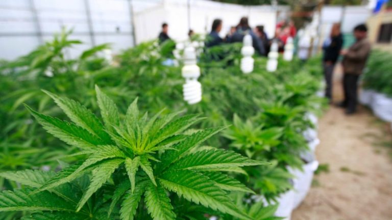 Morena plantea clubes de cannabis; fumar mariguana en la calle no sería sancionado