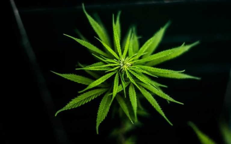 Equipo de AMLO presenta hoy iniciativa para uso de mariguana