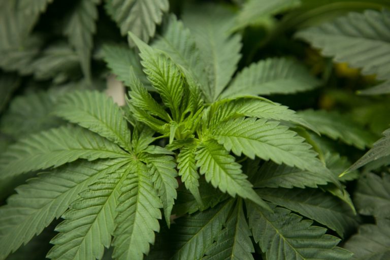 Más de 70% se opone a legalizar el uso recreativo de mariguana