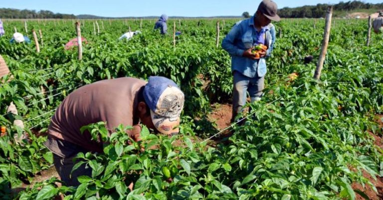 Ordena CEDH al gobierno federal investigar ‘esclavitud’ en agrícolas de Navolato