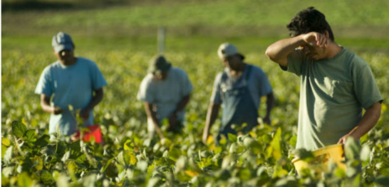 Hallan ‘esclavos’ en agrícola de Navolato; les pagaban 343 pesos por 5 días