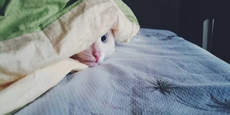 Apple lanzará una cobija inteligente para cuidar la salud