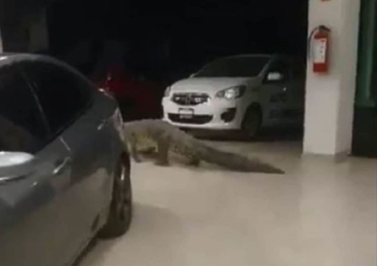 Enorme cocodrilo aparece en agencia de autos de Puerto Vallarta
