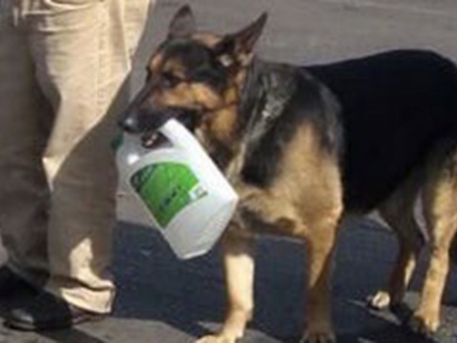 Captan a perrito con un garrafón ‘esperando’ surtirse de gasolina