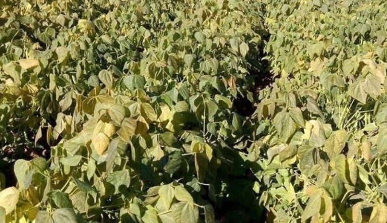 Existe alta posibilidad de recuperar cultivos por heladas: SAyG