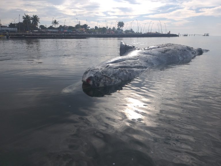 Muere la ballena gris de Altata