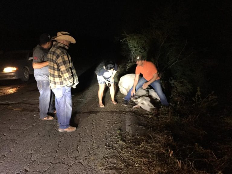 Muere motociclista adolescente al chocar contra una vaca