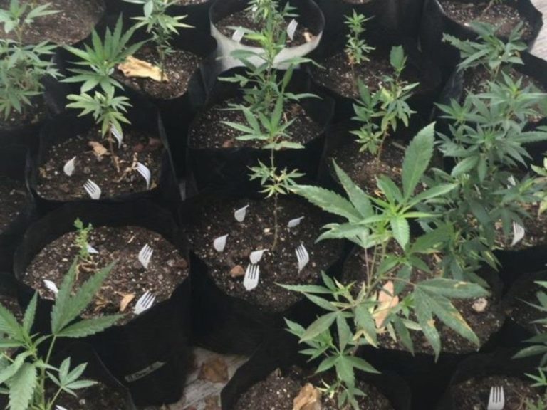 Comando ataca narcolaboratorio y ejecuta a un estadunidense en Acapulco