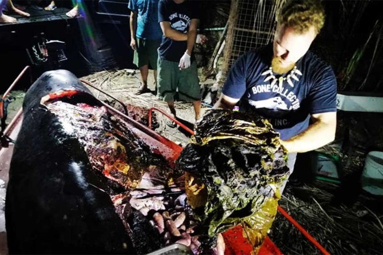 Hallan una ballena muerta con 40 kg de plástico en el estómago